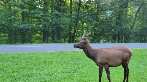Young Elk Buck Stock Footage 248259480