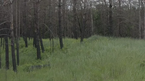 Young elk in the Chernobyl exclusion zone. Stock Footage 157155507