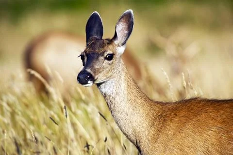 Young elk closeup Stock Photos
