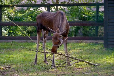 A young elk eats bark from tree branches. Stock Photos