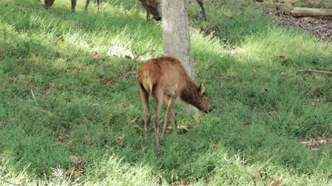A young Elk Grazing - 4K Stock-Footage 253494296