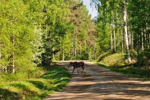 Young elk Stock Photos