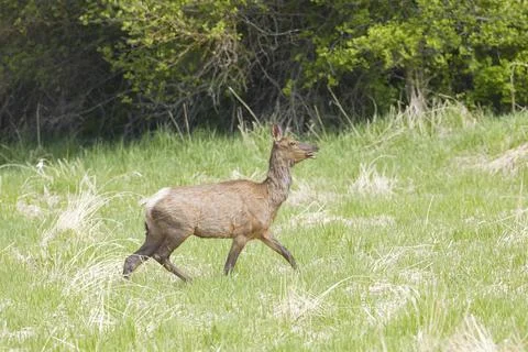 Young elk walking in a field. Stock Photos