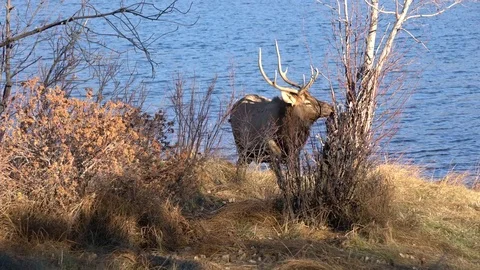 Young Elk in the wild 库存影片 82857875