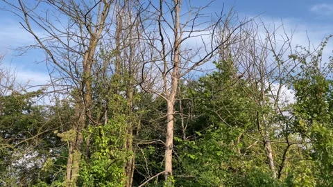 Young Elm trees that have succumbed to Dutch elm disease, England. Video stock 280264036