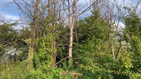 Young Elm trees that have succumbed to Dutch elm disease, England. Video stock 280264139