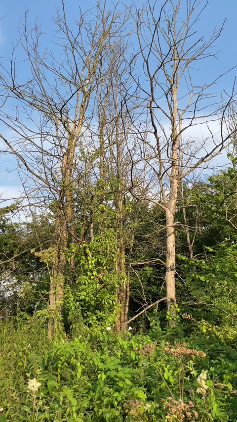 Young Elm trees that have succumbed to Dutch elm disease, England. Video stock 280264735
