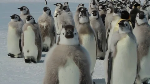 Young Emperor penguins under the supervision of an adult penguin Stock Footage 73622167