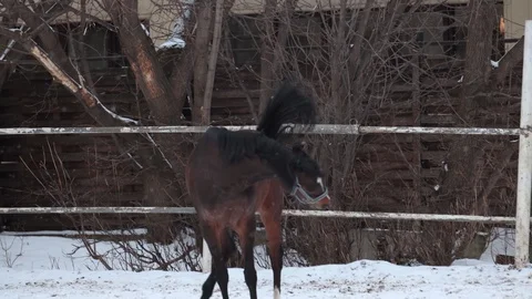 A young energetic horse gallops and bounces in the snow. Stock Footage 127759853