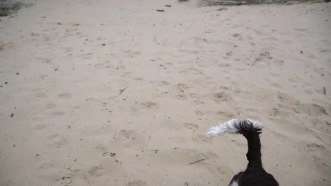 The young English Springer Spaniel plays with a disk frisbee on spring field Stock-Footage 75933821