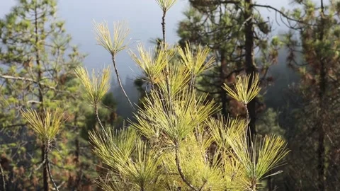 Young escape on the background of the forest Stock Footage 107276951