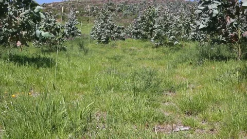 Young eucaliptus moved by the wind Stock Footage 255912106