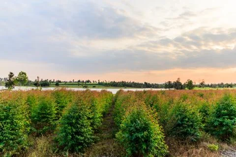Young Eucalyptus forest under sunlight Stock Photos
