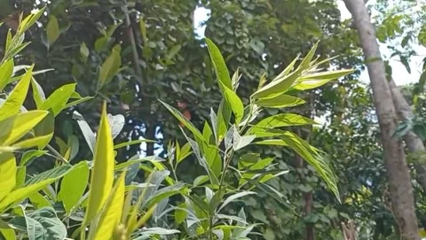 Young eucalyptus leaves appear bright green. 库存影片 330474313