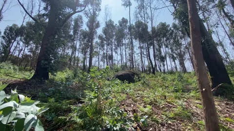 Young eucalyptus tree in foreground with eucalyptus forest and blue sky Stock Footage 310932136