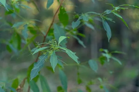 A young eucalyptus tree leaves are damaged by caterpillars in the late summer. Stock Photos