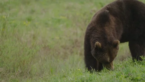 Young eurasian brown bear foraging in meadow, copy space left, rises and walks Stock Footage 340836480