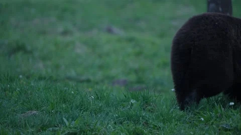 Young Eurasian brown bear foraging in meadow grass, slow motion as it moves out Stock Footage 343335758