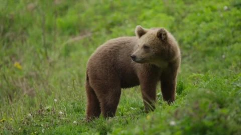 Young Eurasian brown bear stands alert, looks left then lowers head to forage Stock Footage 339094795