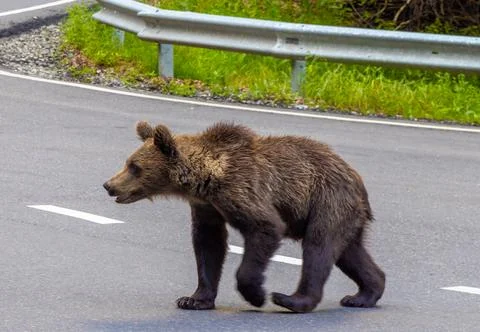 A young Eurasian brown bear (Ursus arctos arctos) crossing an road Stock Photos