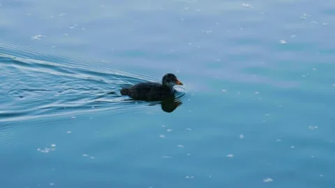 Young Eurasian Coot Chick Swimming in Ros River, Ukraine Stock Footage 326378683