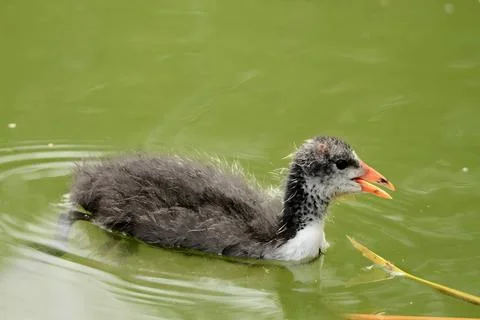 Young Eurasian coot on the water, close-up photo. Foto stock