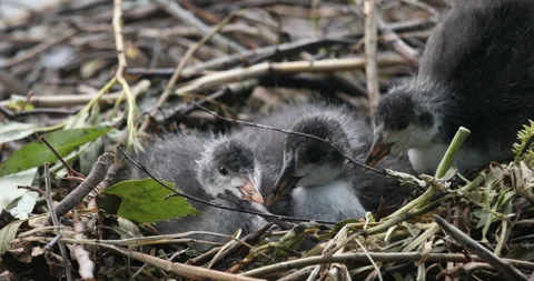 Young Eurasian coots in the nest Stock Footage 294805774