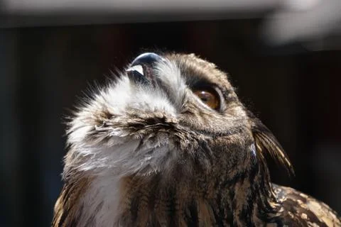A young Eurasian eagle-owl (Bubo bubo) Stock Photos