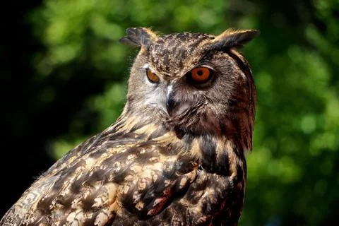 A young Eurasian eagle-owl (Bubo bubo) Stock Photos