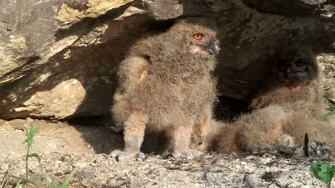 Young Eurasian eagle-owl  動画素材 71611113