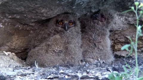 Young Eurasian eagle-owl Stock Footage 71711666