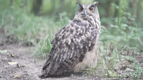 Young Eurasian eagle-owl sitting in forrest blinking eyes. Stock Footage 113615898