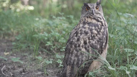 Young Eurasian eagle-owl sitting peacefully on the ground blinking orange eyes Stock Footage 113616231