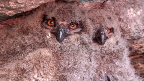Young Eurasian eagle-owls, close up 動画素材 71711166