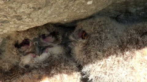 Young Eurasian eagle-owls Video stock 71711210