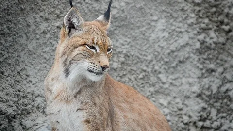 Young Eurasian Lynx portrait Stock Footage 90196697