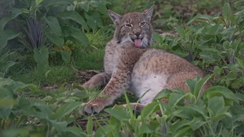 Young Eurasian Lynx resting, cleaning and scratching an itch away Stock Footage 273573675