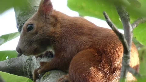 Young eurasian red squirrel (Sciurus vulgaris) sitting on a tree branch close-up Stock Footage 158492204