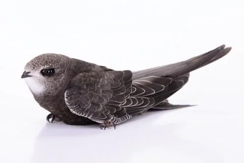 Young Eurasian Swift Stock Photos