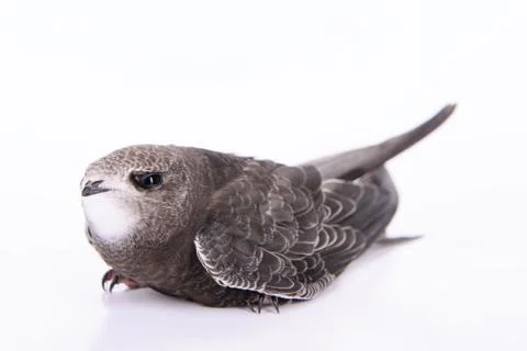 Young Eurasian Swift Stock Photos