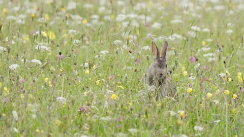 Young European rabbit (Oryctolagus cuniculus)  England, UK Stock Footage 312707006