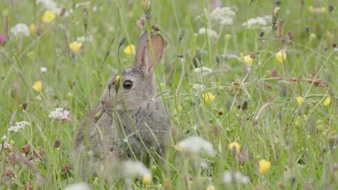 Young European rabbit (Oryctolagus cuniculus),  England, UK Vídeo Stock 312707069