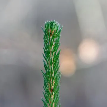 Young evergreen pine tree shoot growing in spring Stock Photos
