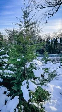 Young evergreen tree covered in soft white snow drifts in a sunny winter ga.. Stock Photos