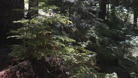 Young evergreen tree growing in dappled forest near Mirror Lake Stock Footage 345306437