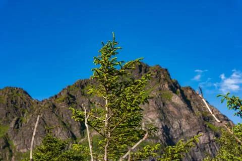 Young evergreen tree with mountain backdrop in Lofoten Norway Foto stock