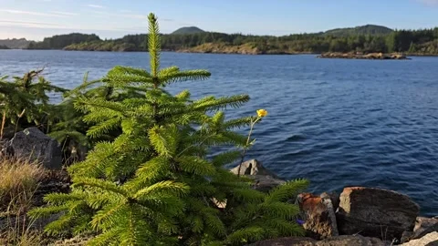 Young evergreen trees growing among granite rocks near the sea. Stock Footage 340582898
