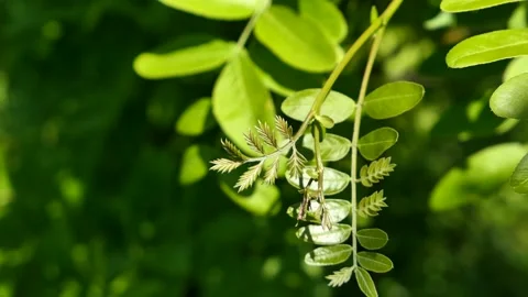 Young evolving spring leaves of Honey Locust tree swinging in light wind. Stock Footage 320904498