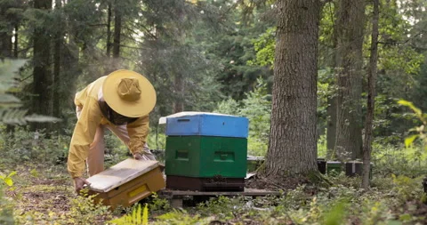 Young experienced hard-working man engaged in beekeeping assembles the elements Stock Footage 165028341