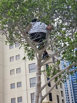 Young Explorer: 8-Year-Old Boy Climbing a Tree Foto stock